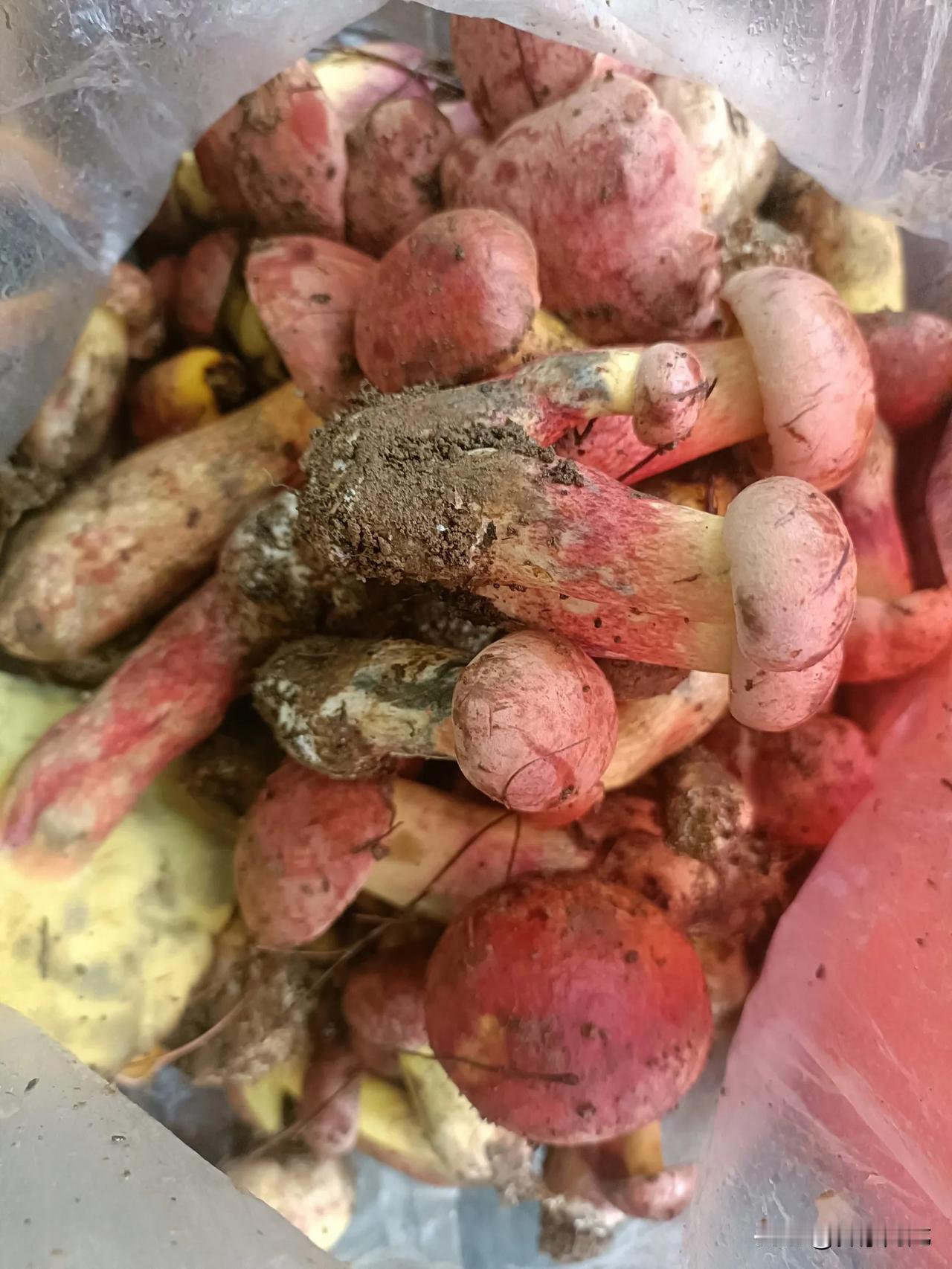 红葱牛肝菌（见手青）优级（98元/500g，不包邮）
【新鲜直达，品质保障】
新