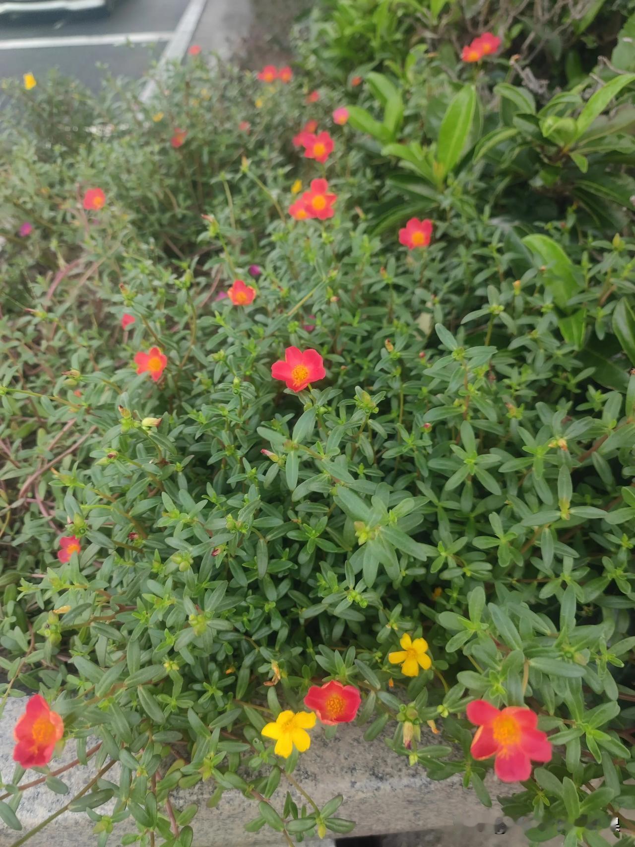 最近迷上了上班路上的这片太阳花

每天经过的时候都想拍几张，尤其看到它开了，更想