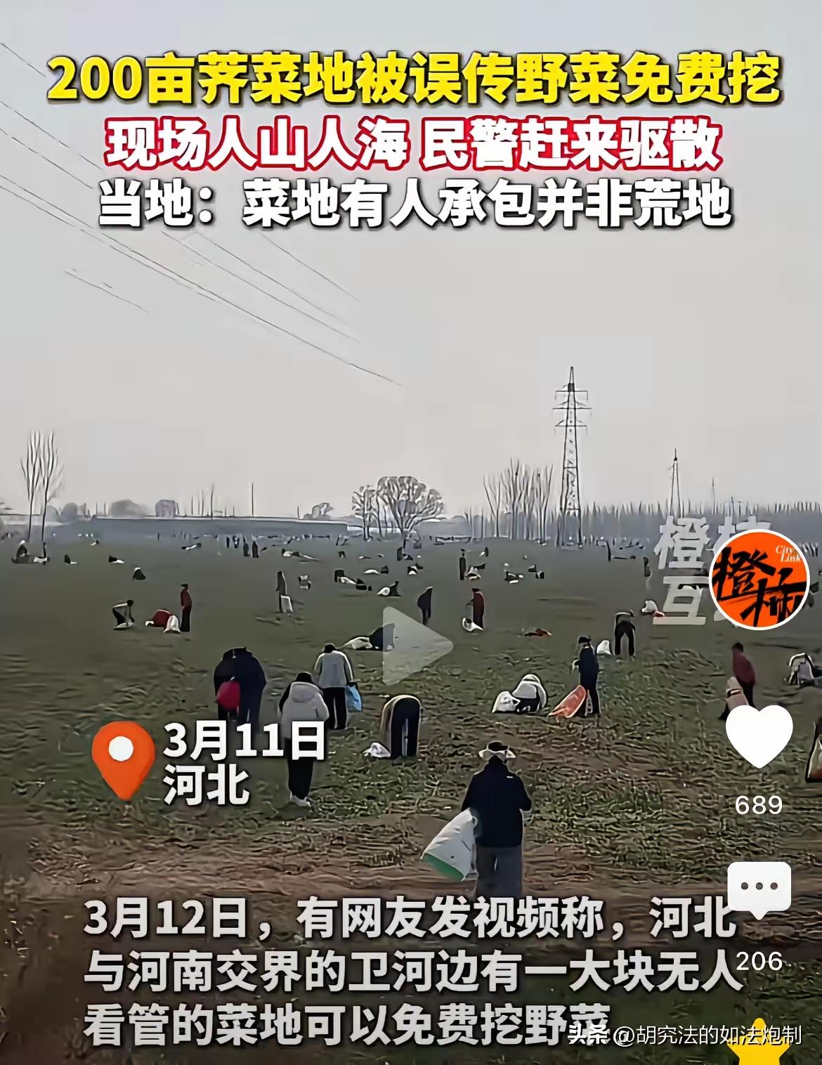 损失谁来赔？河北，一男子承包200亩地种荠菜，谁知被他人发帖称“可以免费挖野菜”