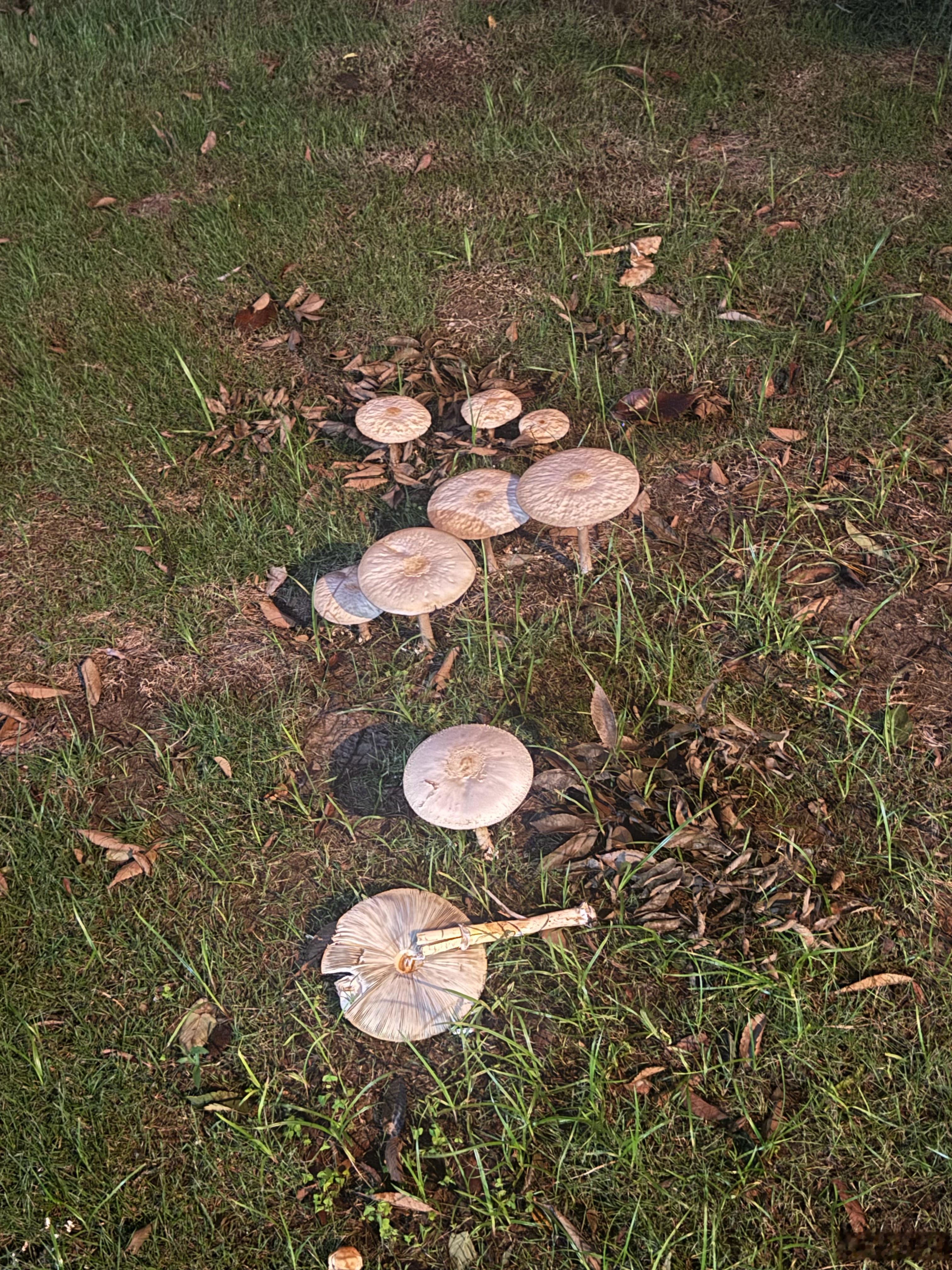 连日大雨路边长了很多烧饼大的蘑菇（看来蘑菇真的水一大就发起来嘛 