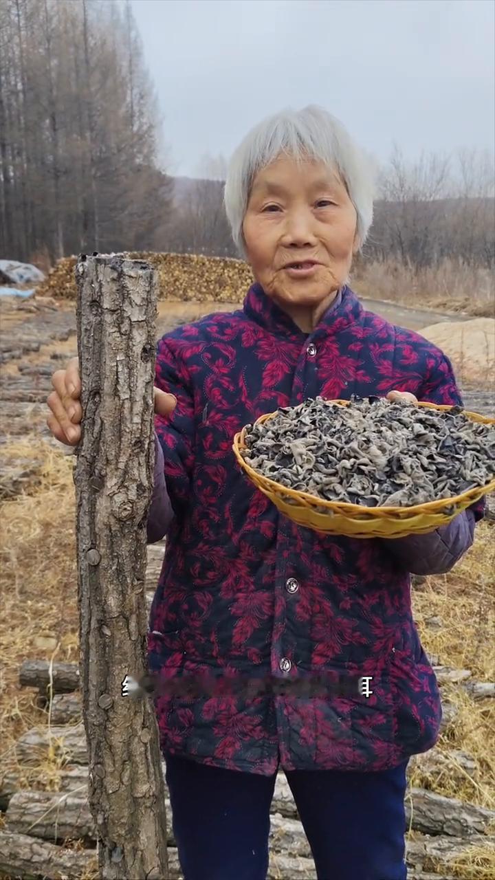 黑龙江原始大森林柞木椴上生长的秋木耳仅次于野生。
我家是小兴安岭的主脉原始大森林
