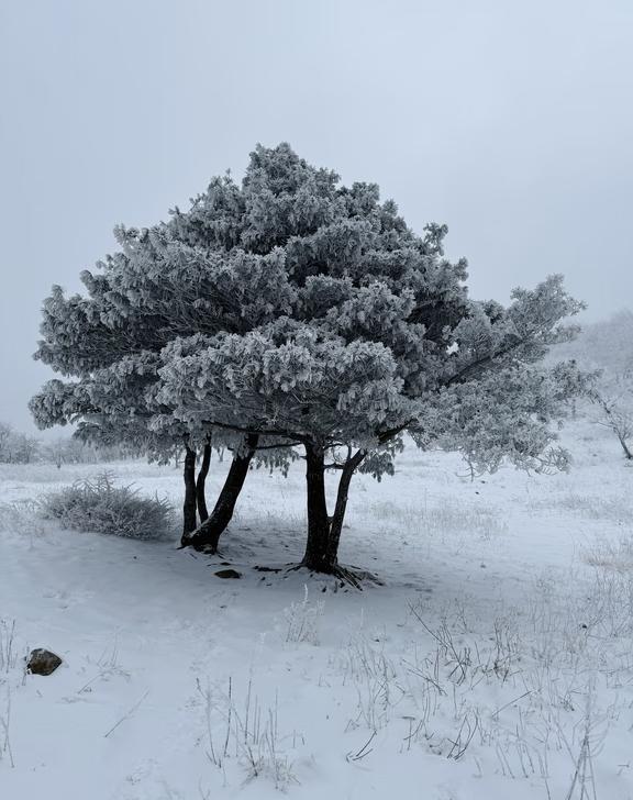 徒步闯进雪后的华阳草甸，抬头是澄澈蓝天，脚
雪落之后的华阳草甸，是被冬日封印的仙