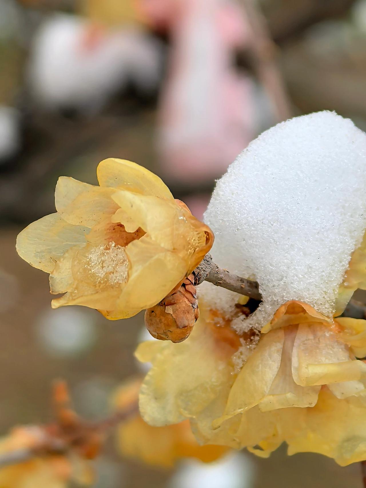 我家院子里的雪中蜡梅[呲牙]