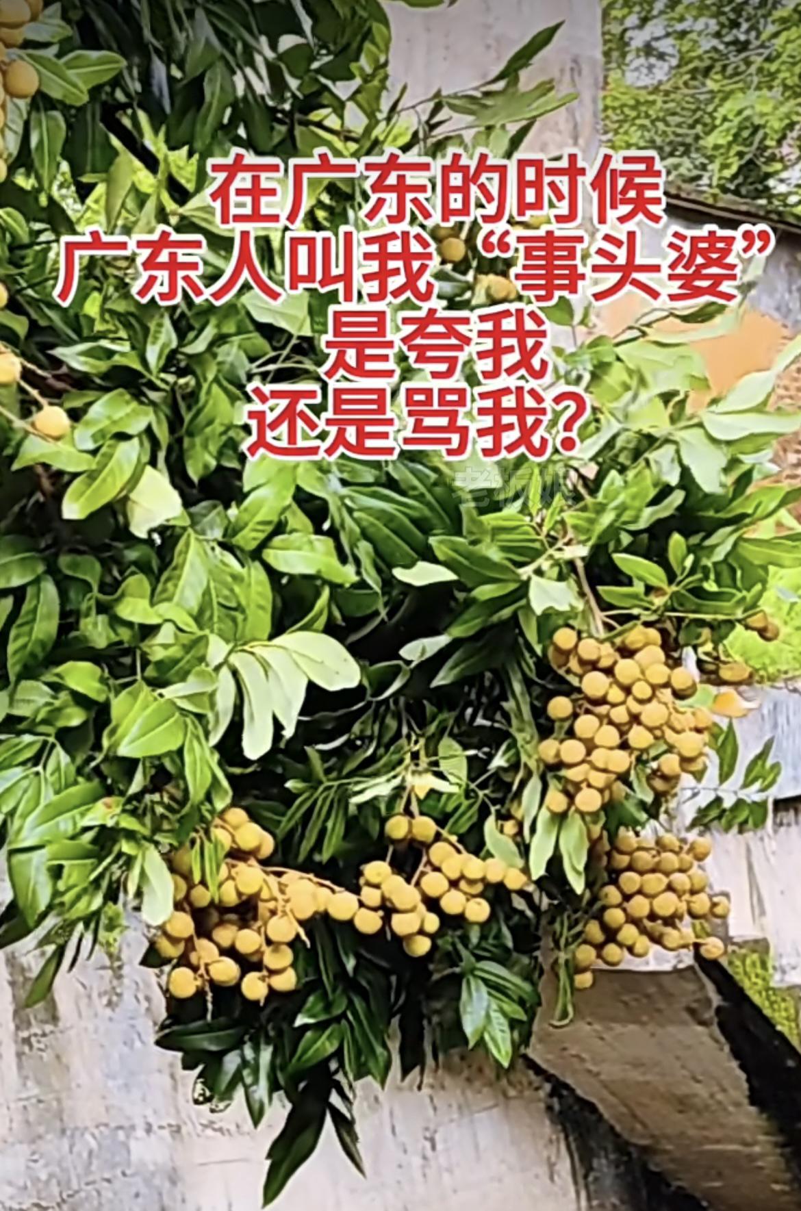 我的今日状态：😁轻松愉快
我这里的天气：☀️晴天
“事头婆”是什么意思呢⁉️