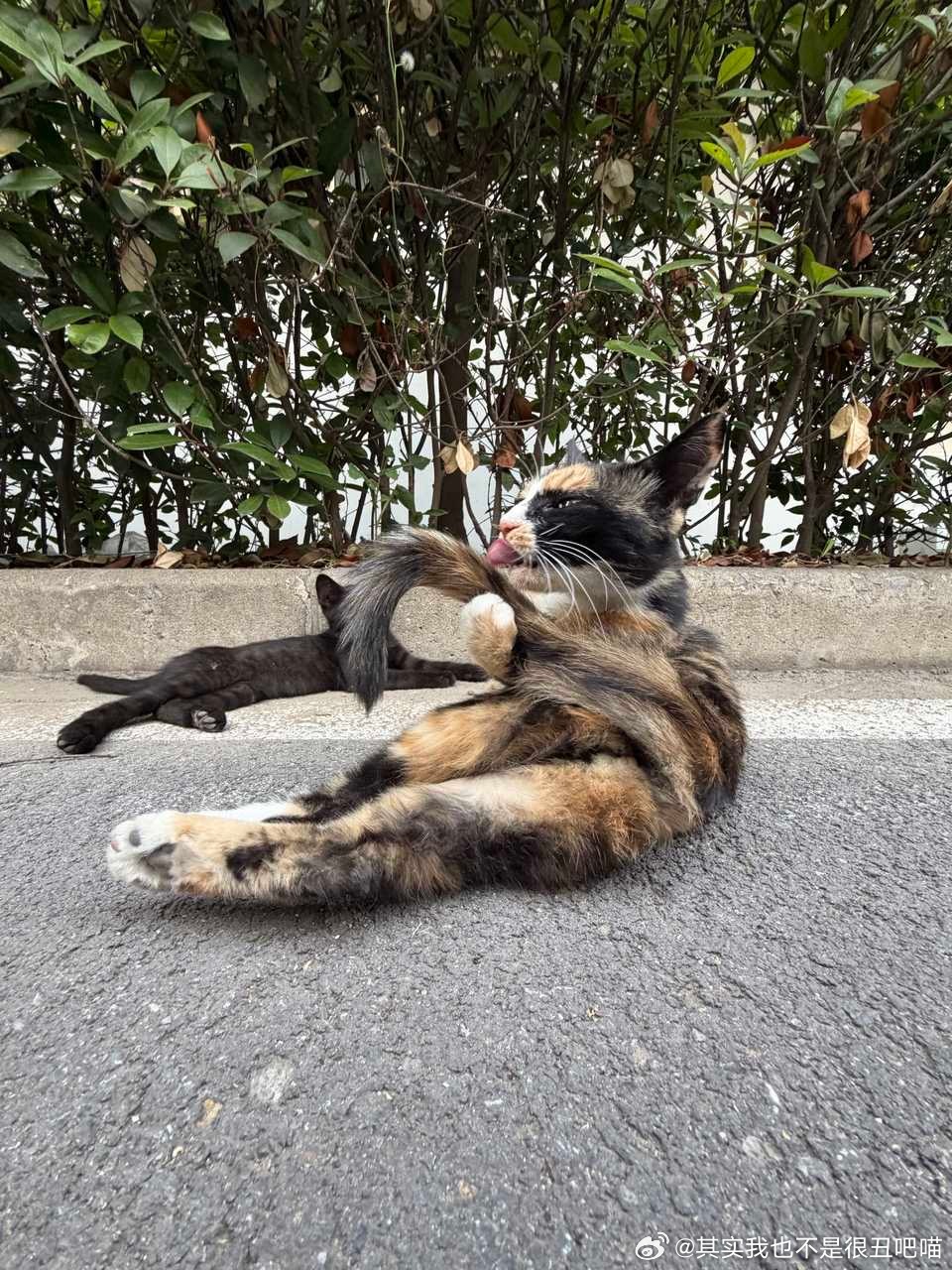 50363【丑猫】舔舔舔 