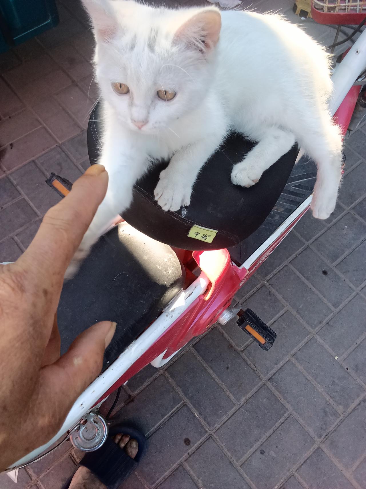 夏日生活打卡季 猫咪坐上小车，萌宠驾到！🚗🐱