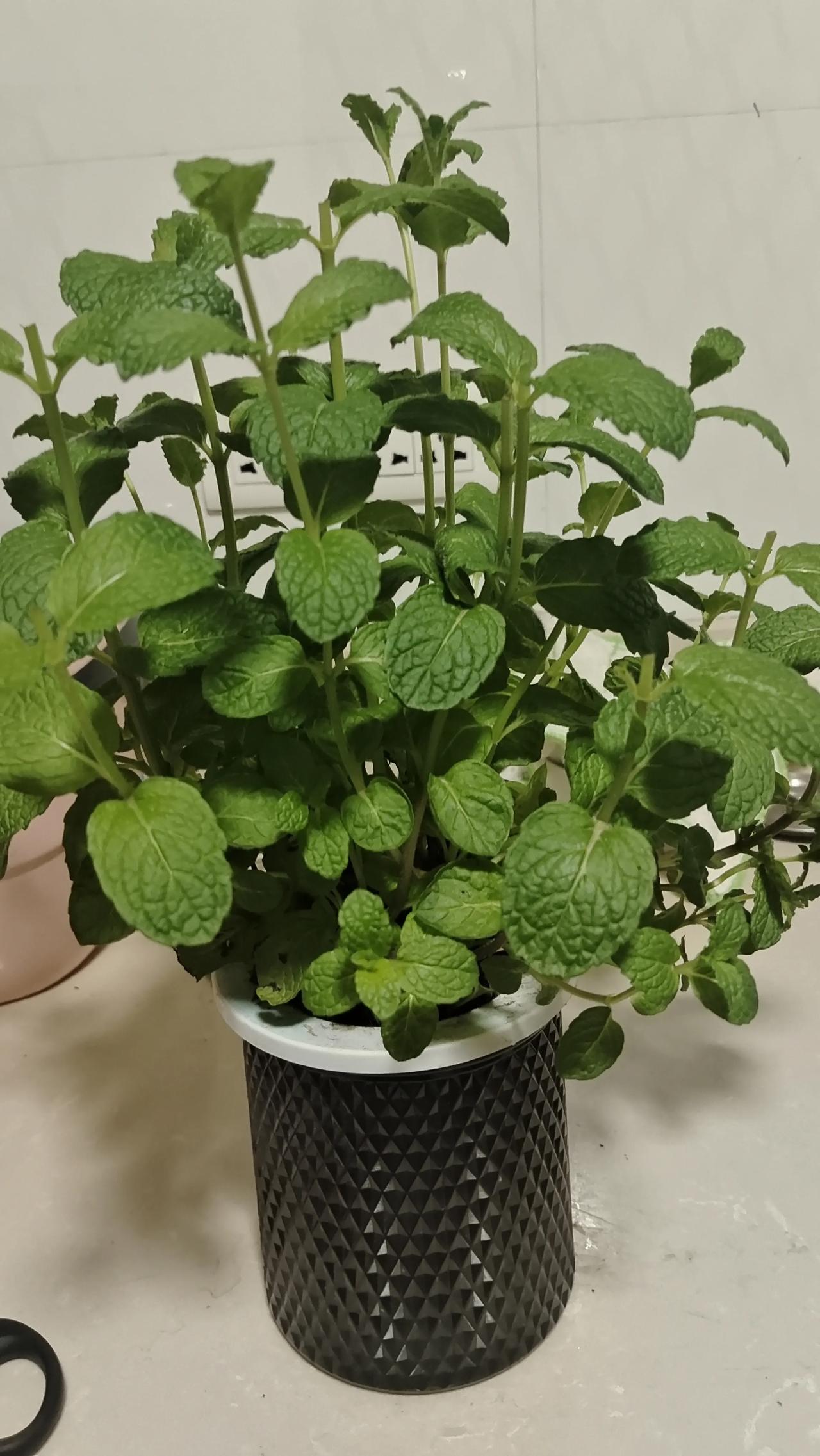 这种植物叫什么名字？它的叶尖可以吃吗？
朋友送的盆栽植物，他说叫薄荷，我看都没看