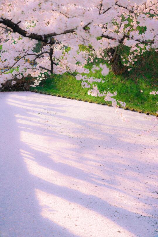开也怦然，落也惊艳｜樱花的终极美学🌸