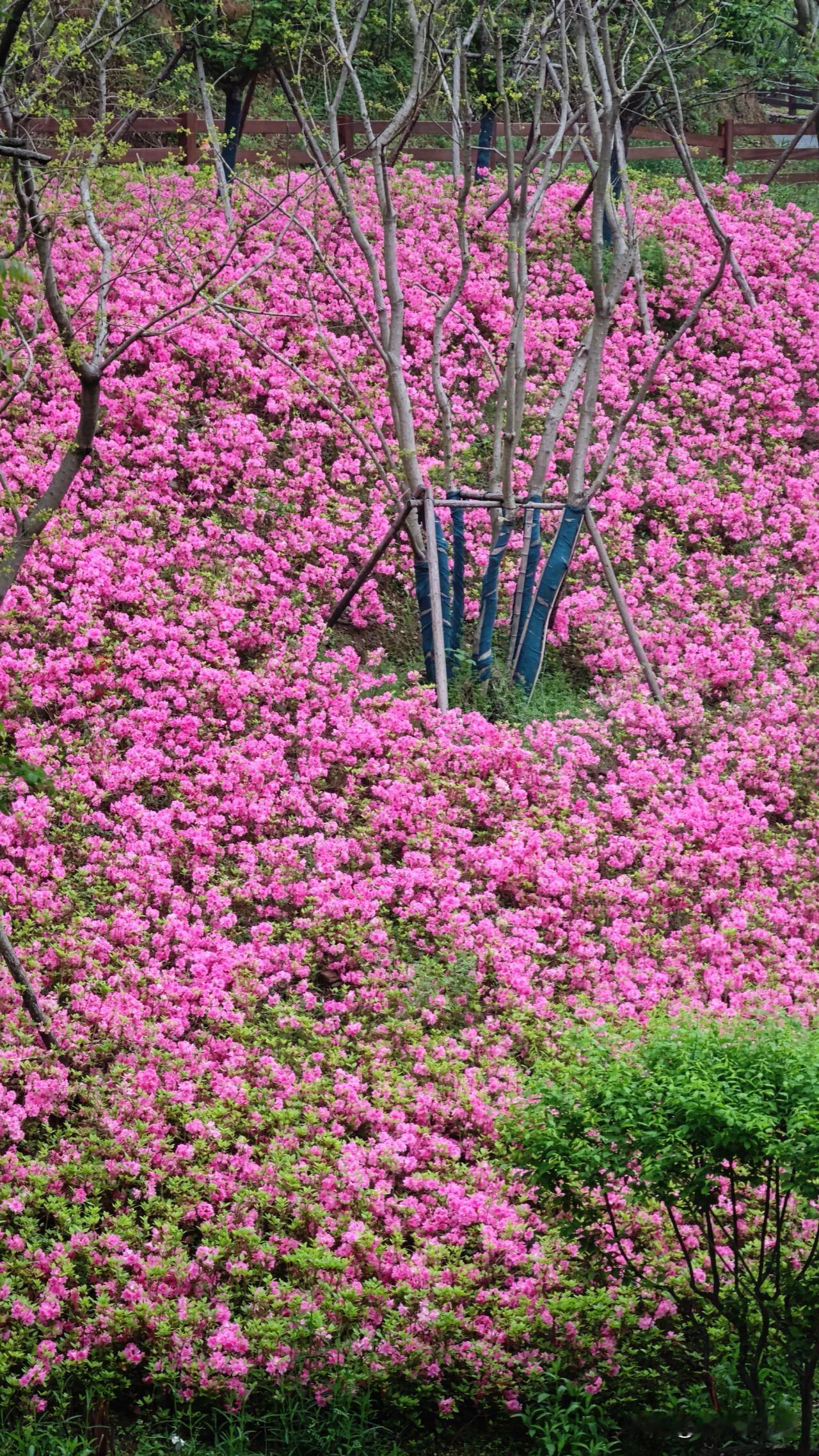 上海周边藏了片没人挤的杜鹃坡，就在湖州吴兴的古村落里，四月开得正疯。
 
不是那