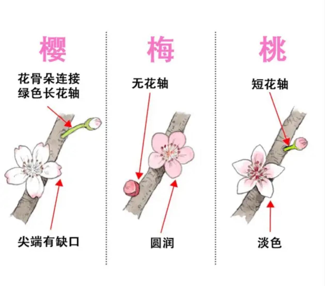 桃花、樱花、梅花区别