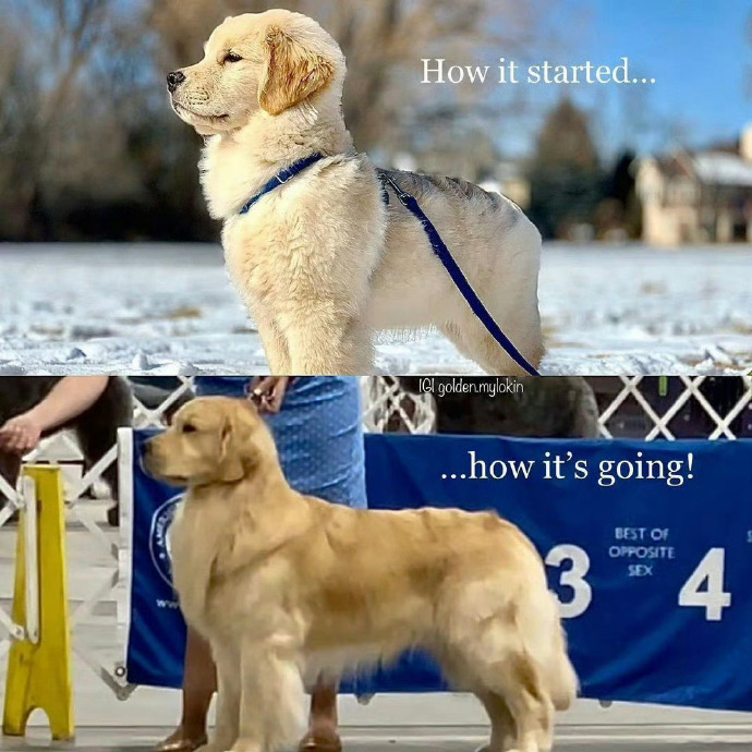 它好像知道自己真的很优秀！ 