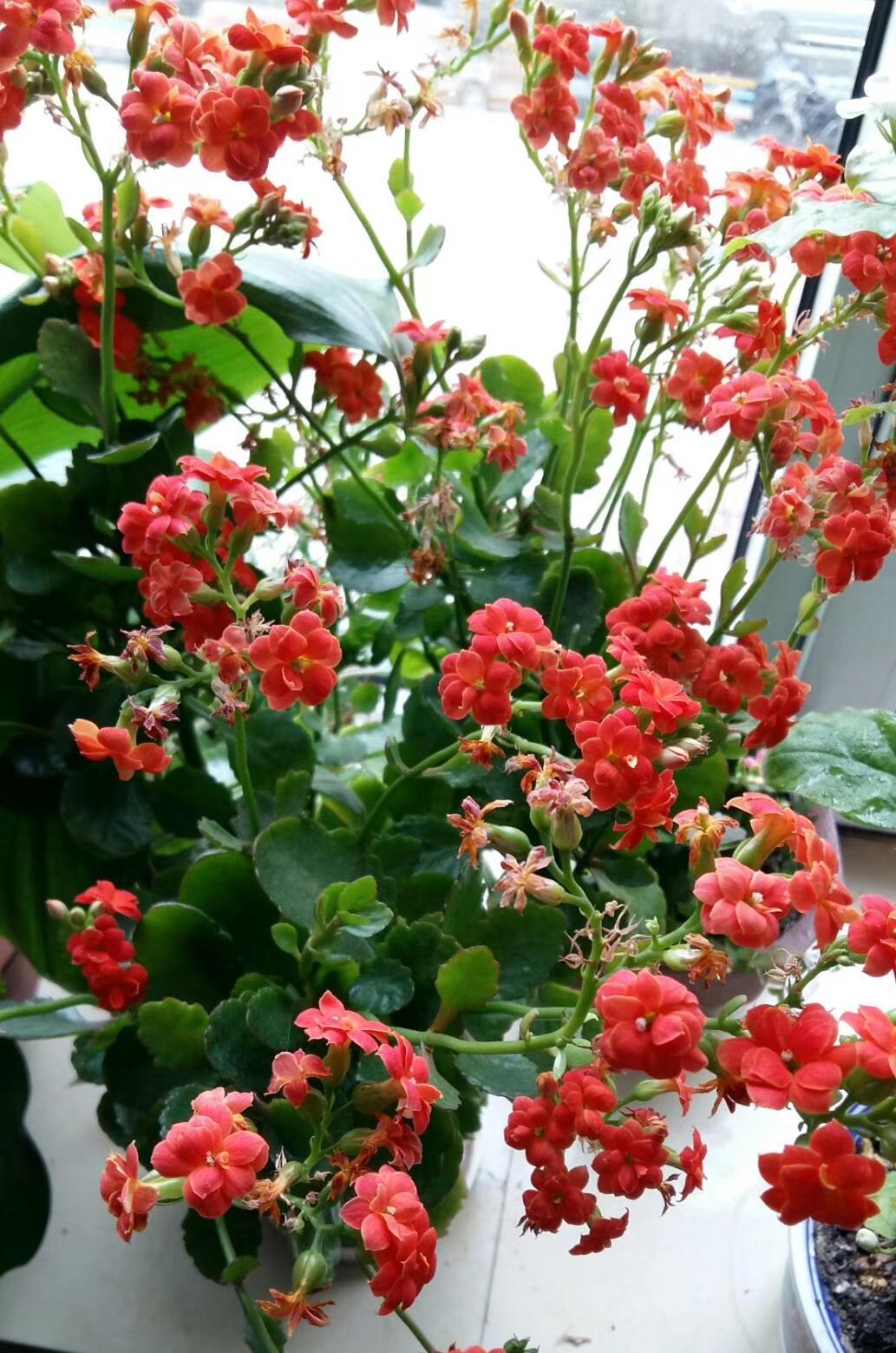 能不能分享一下你家花盆里养的花随手拍～