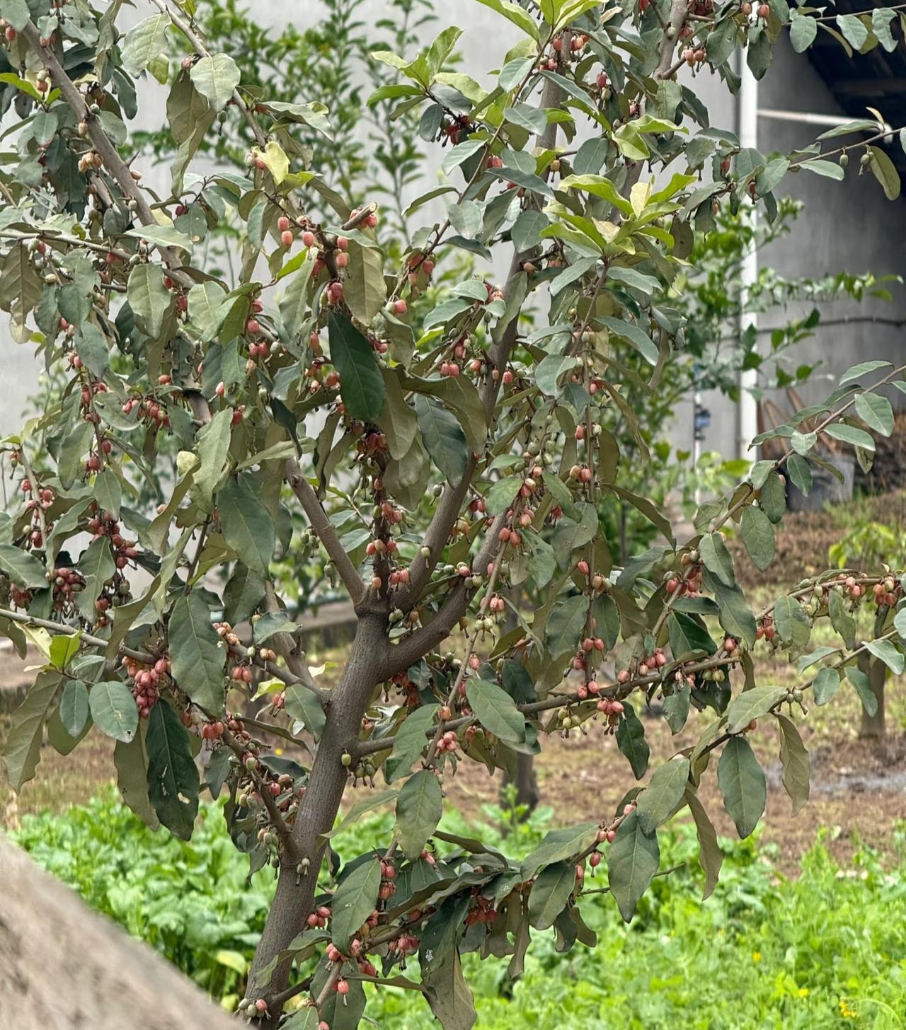 你们管这果子叫什么呀？！
估计这个果子很多人应该都见过吧！
记得我老家树林里以前