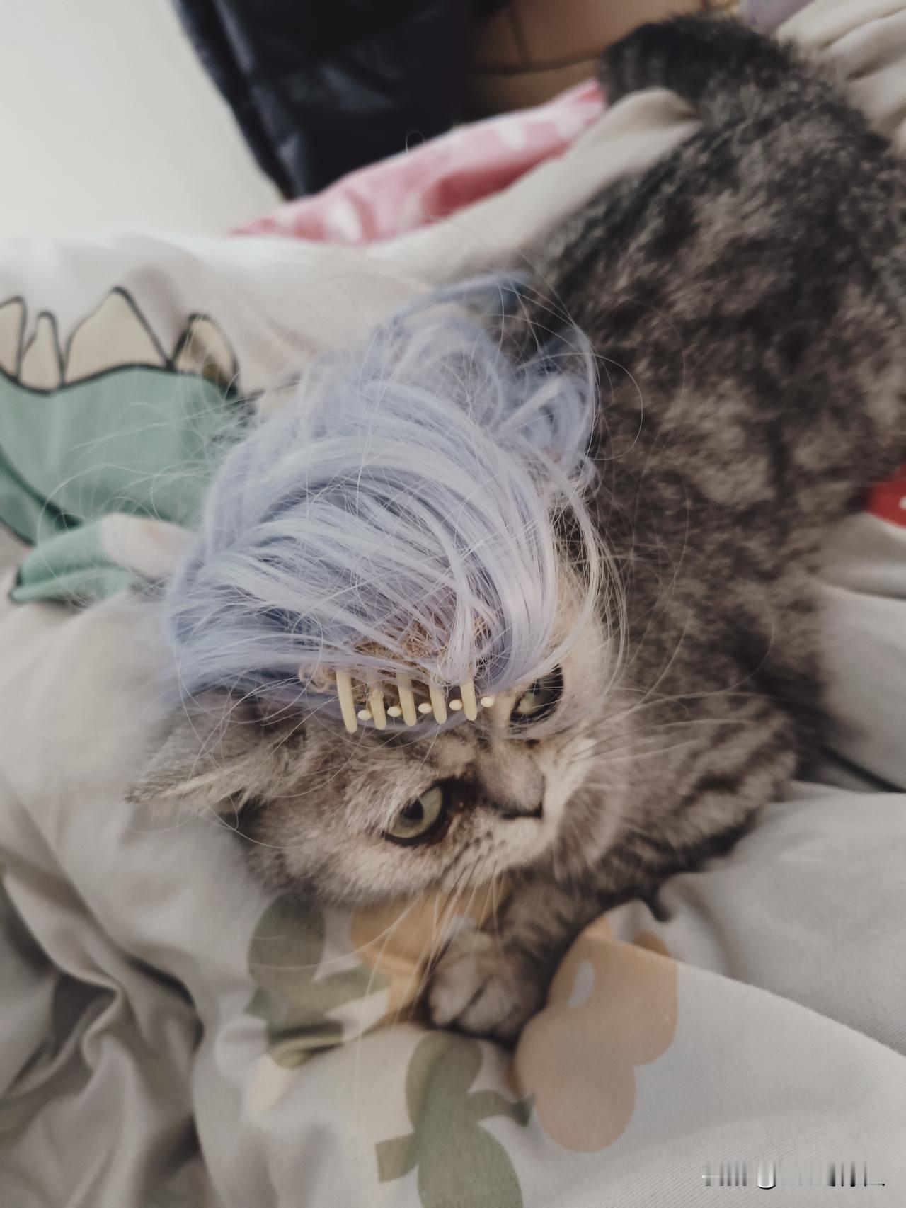 看看我家神兽给毛孩子搞的cosplay，有没有梅超风的感觉。我看着都上头了。毛孩