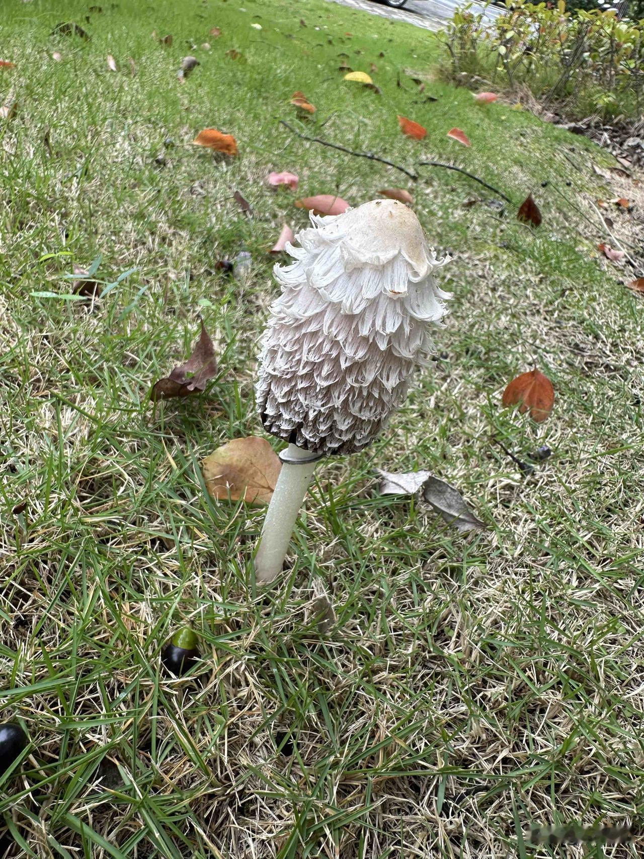 磨茹有没有毒啊？下午在小区散步时发现长成这样形状的蘑菇，那一片草地上有不少呢。