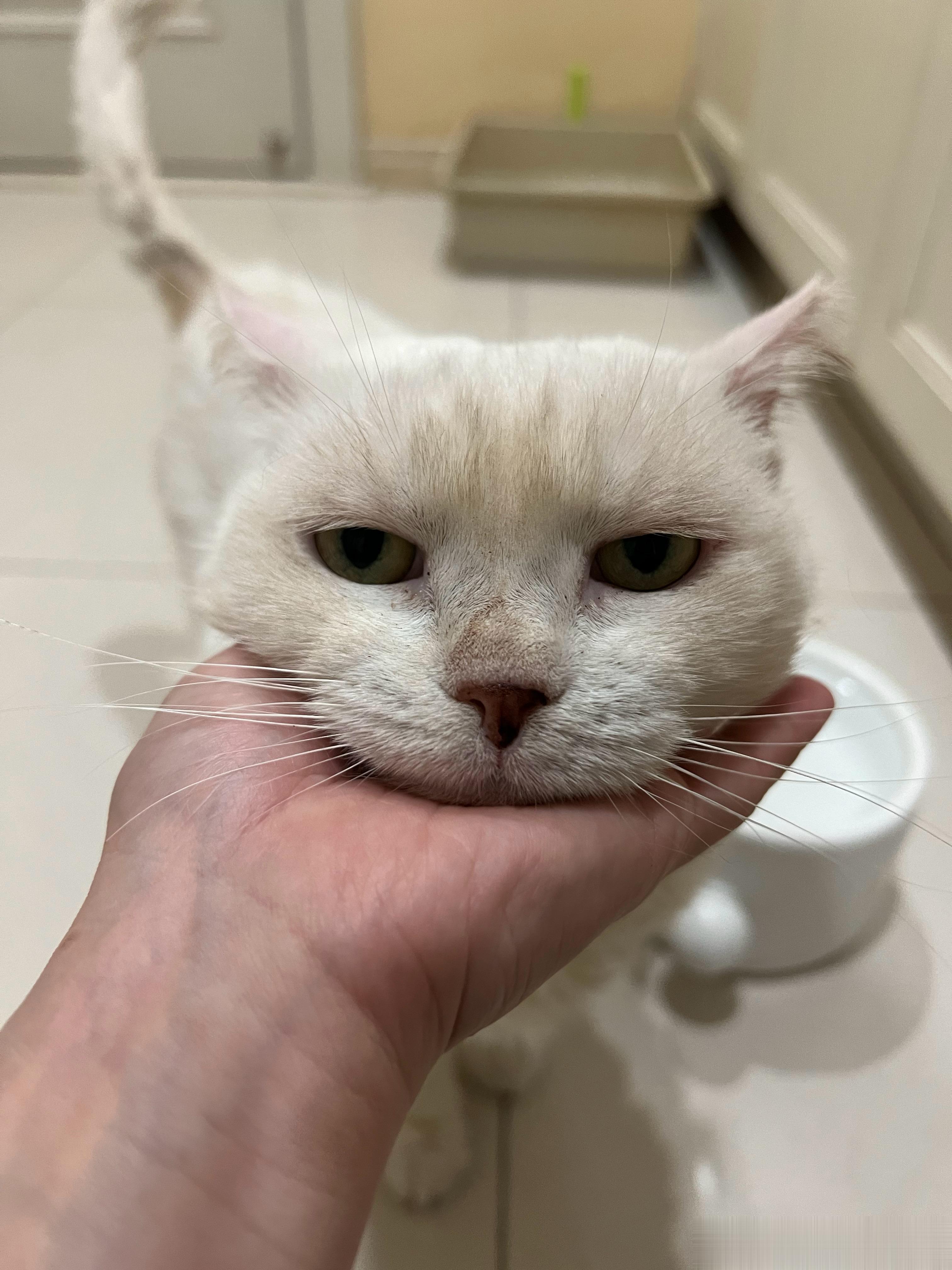 白阿姨，你说说你吧，一个家猫，脏出了流浪猫的气度！ 白阿姨全天带头套的，没办法蹭