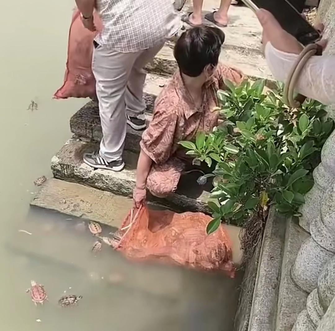 大批放生巴西龟，盲目放生究竟是善举还是灾祸？
今日刷到一则视频，画面中，多人前往