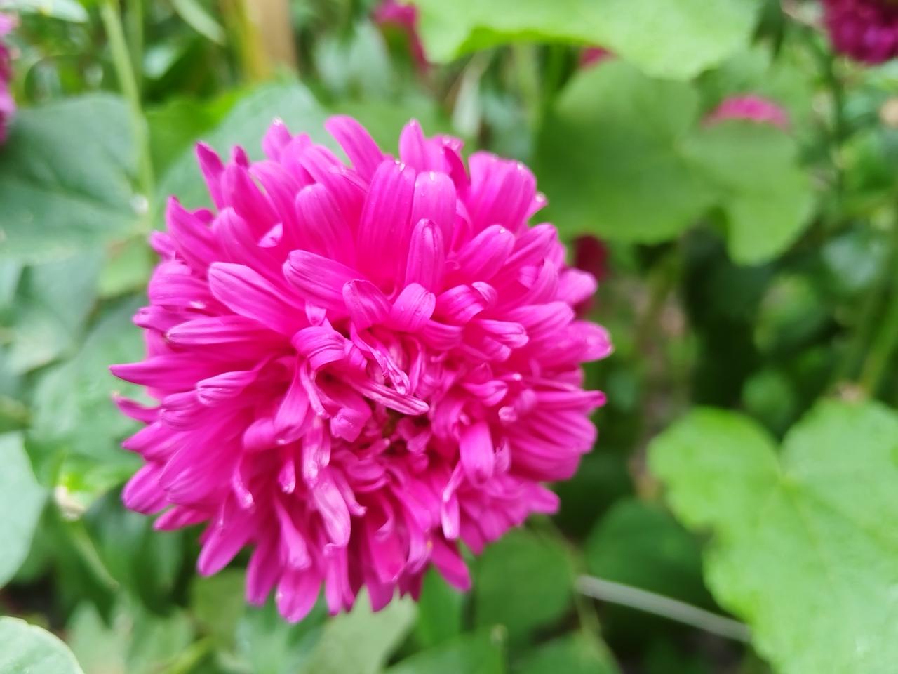 分享随手一拍的美丽花朵