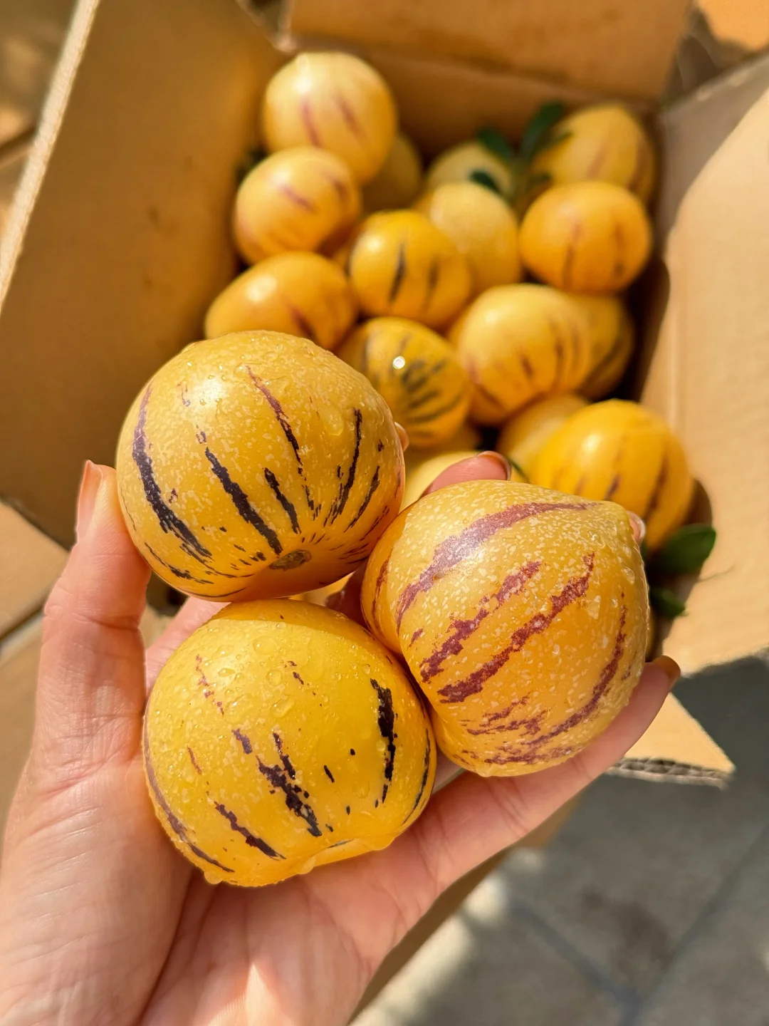 卖断货的人参果又上架了，风化石自然熟真甜