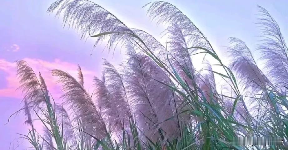 #秋日生活记录#
秋日生活记录才打卡一天，
看来是追不上66的脚步了，
昨天看到