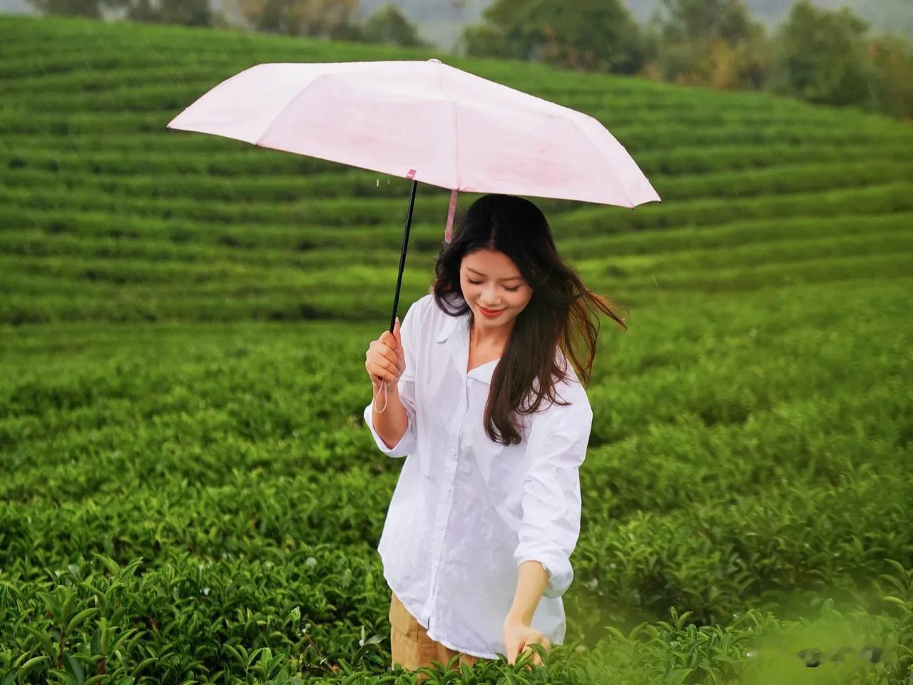 茶香飘溢，万壑千峰，温州泰顺的葛垟茶场以其独特的自然环境和优质的茶叶著称。

茶