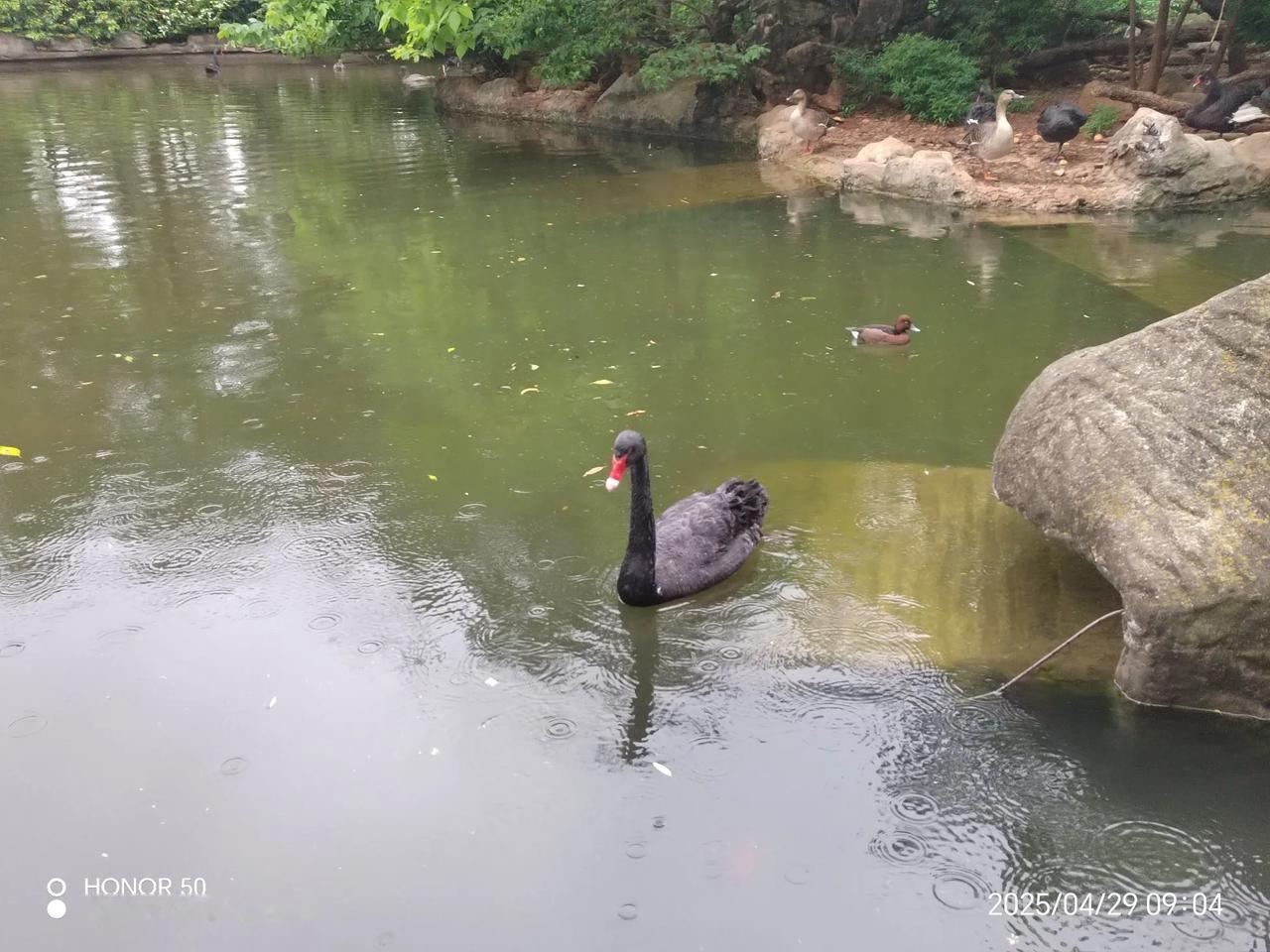 我个黑天鹅，那是赤麻鸭。本是相思疼，亲近爱难兴！