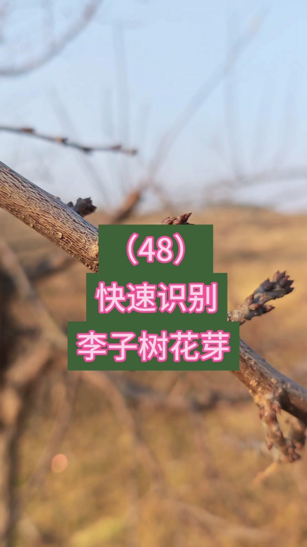 识别李子树花芽，记住这2点就够了！🌱李子树花芽通常有2-4个芽点并列，呈圆锥形