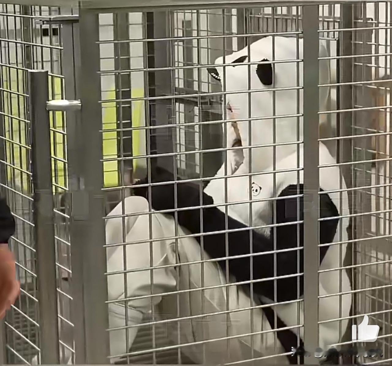 日本对熊猫的痴迷程度已经到了人类迷惑行为大赏的程度，给我的感觉已经多少有点儿神经