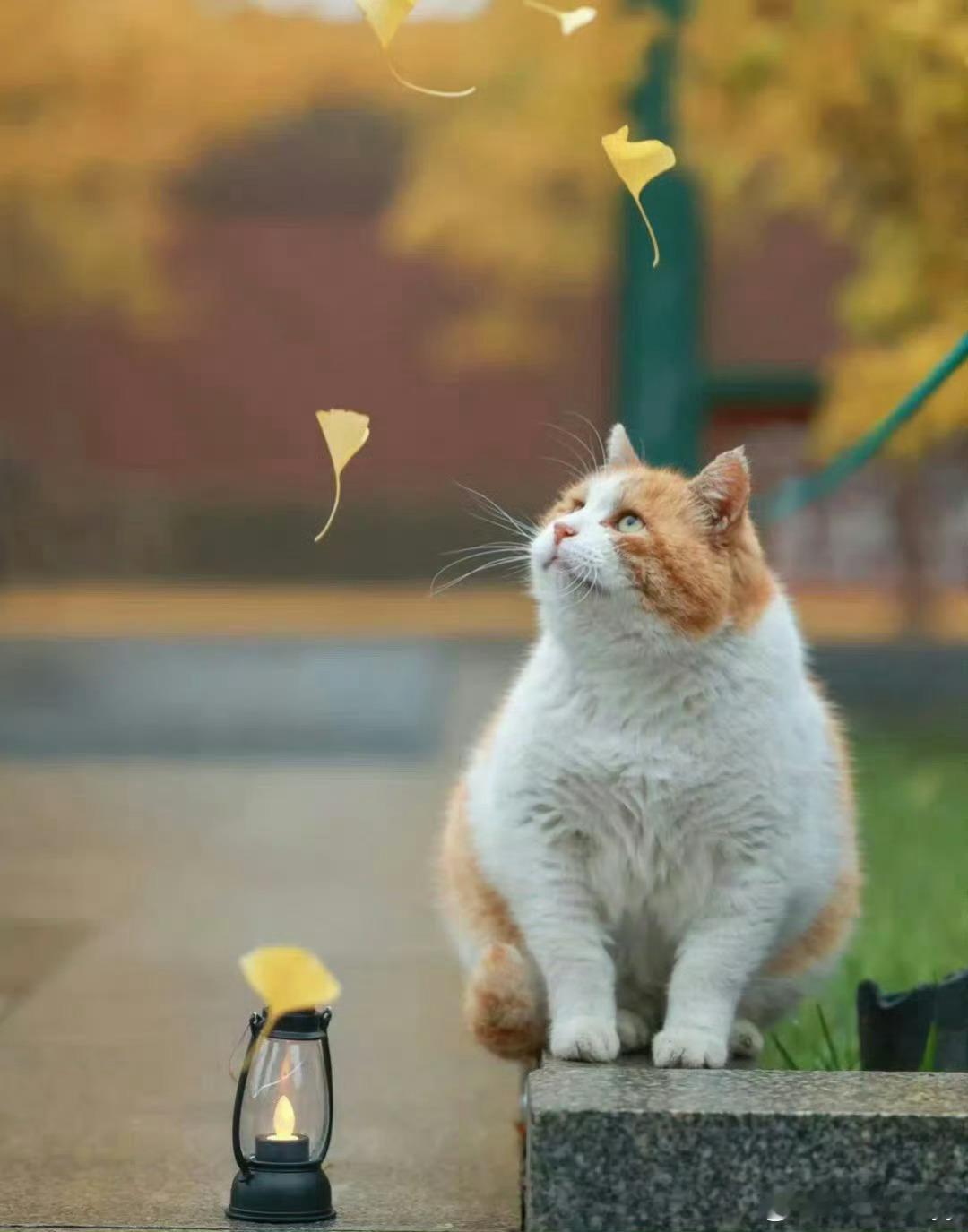 “一叶知秋，岁月安然…”熊猫守护者遇见美好中餐厅