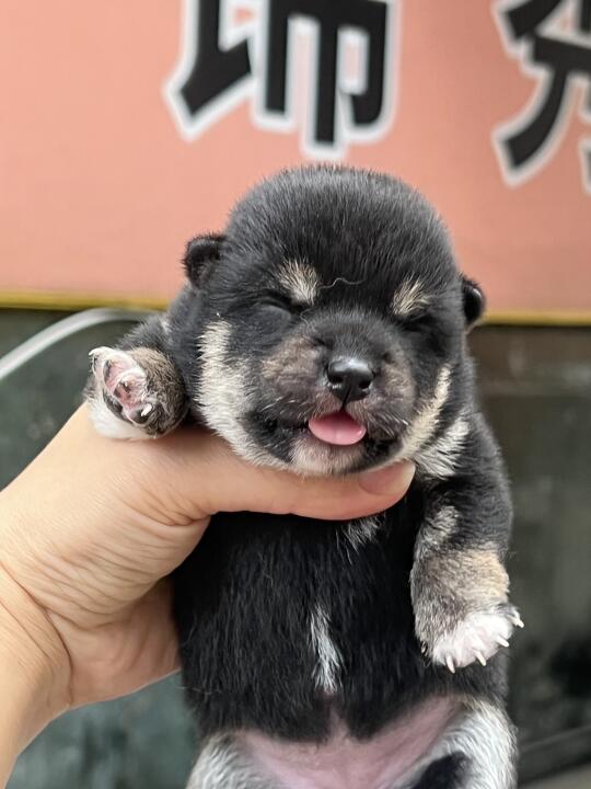黑豆柴 | 妹妹成长📝