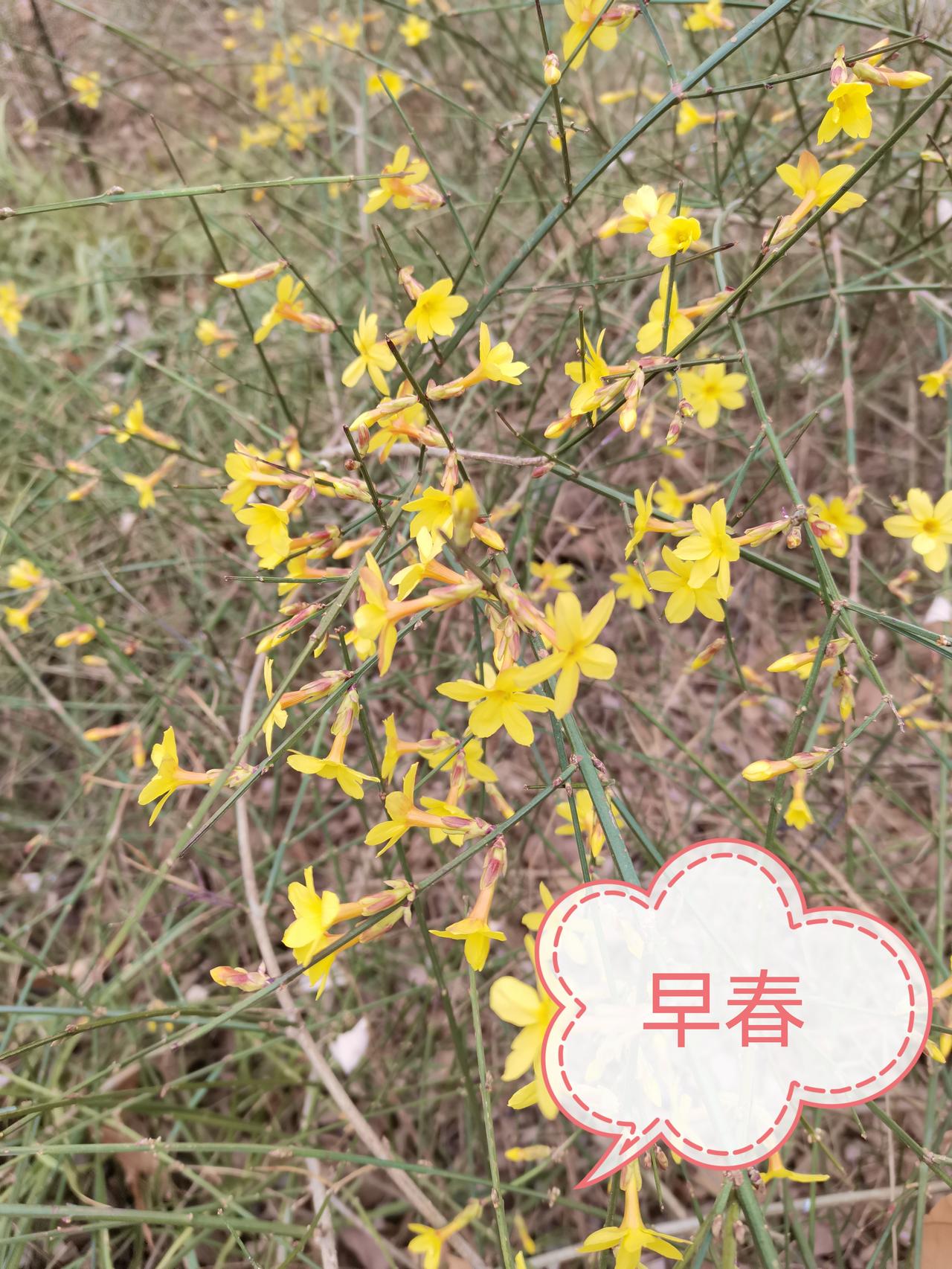 早春的信笺

风还带着料峭的寒意，我在公园里却意外撞见了早春的信使——几株开得热