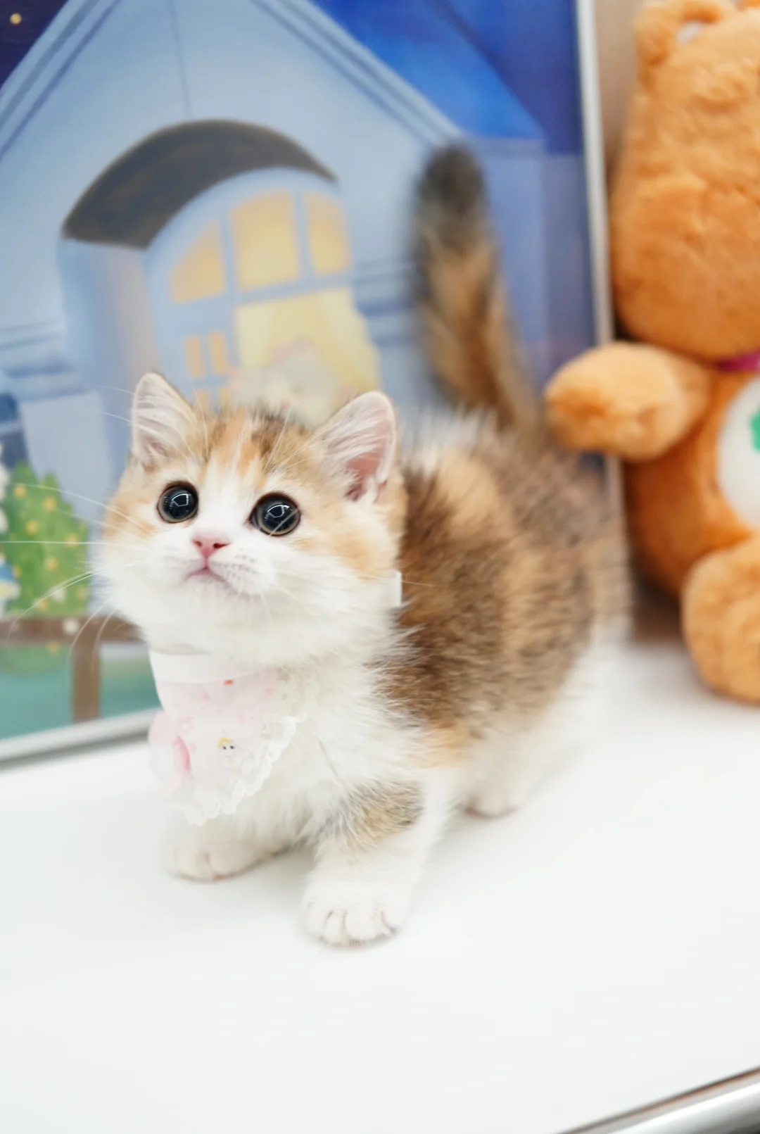 金三花曼基康矮脚猫