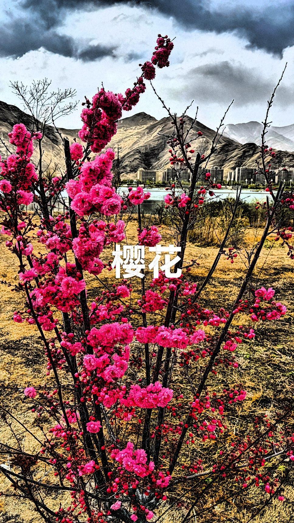 今天跟大家分享两个热点。山东临沭的曹洼大集可火了，爆火一个多月热度依旧不减。上一