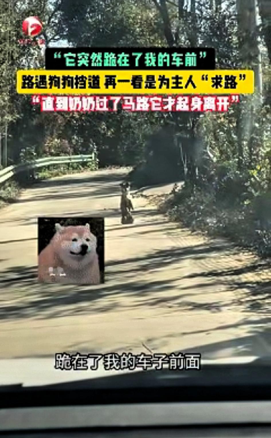 科学也解释不清了！近日安徽广德，女子跟老公开车回家时在路上遇见了一只双腿站立行走