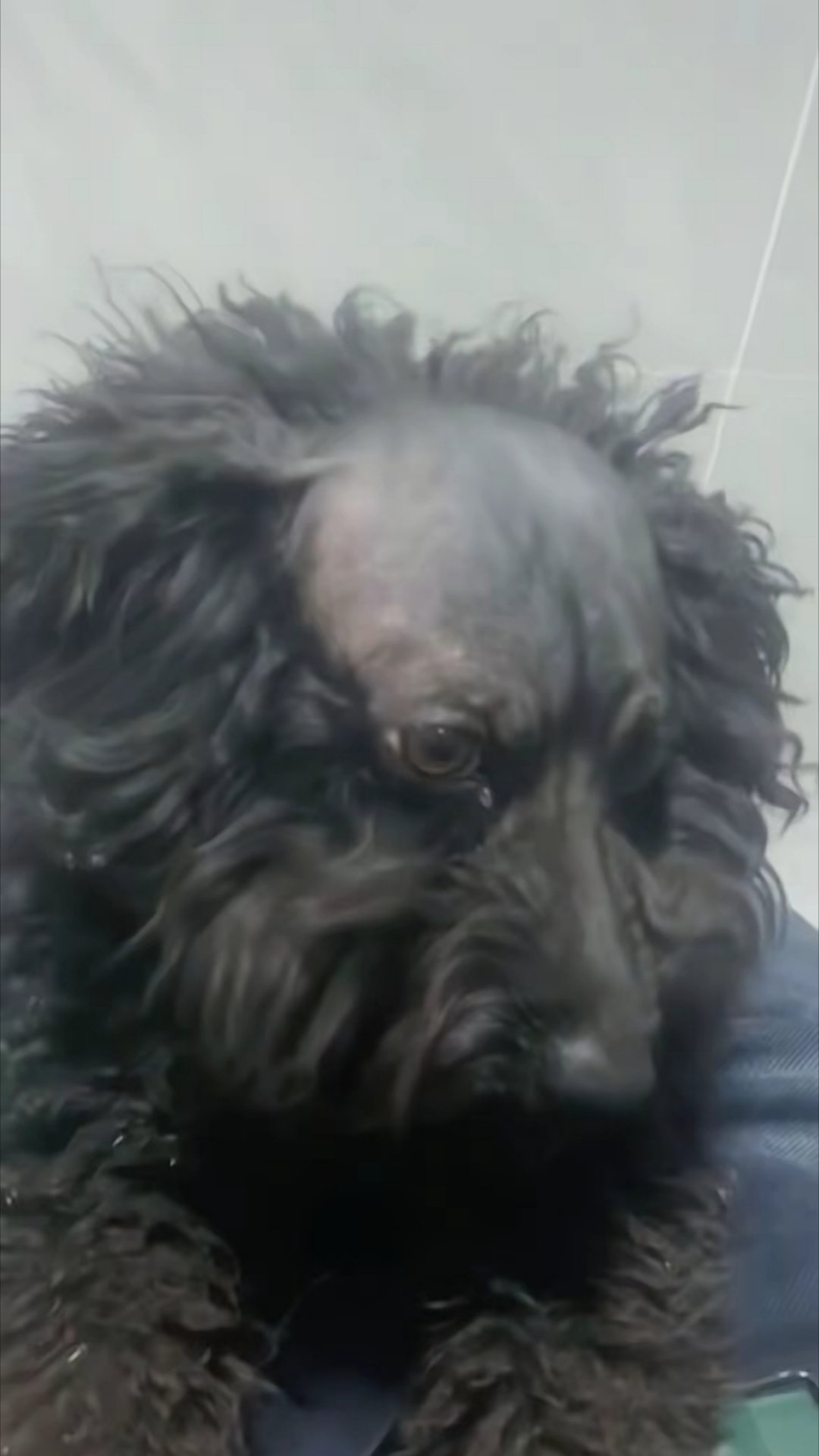 谁能帮这只狗狗取一个霸气侧漏的名字？ 