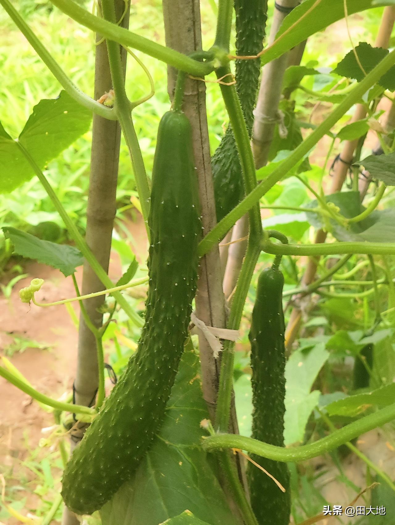 小菜园种植的高产瓜果蔬菜离不开有机肥，彻底摆脱了化肥，农药种植模式，采取废料堆肥