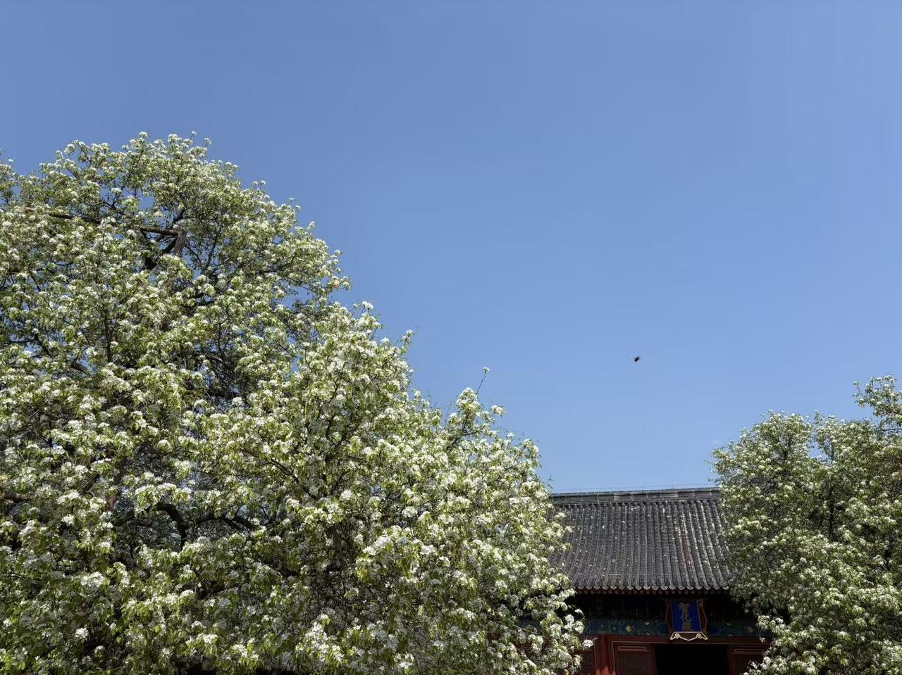 晒图笔记大赛北京智化寺的梨花已经盛开