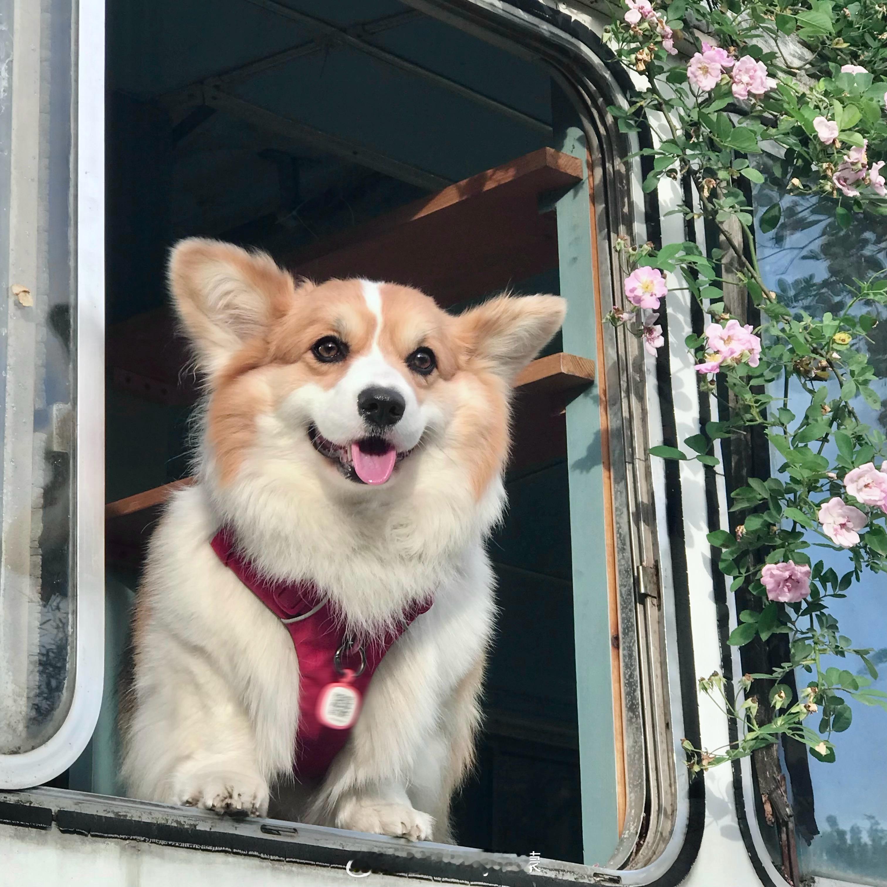 最近给哈尼记录生活📝写实派画风