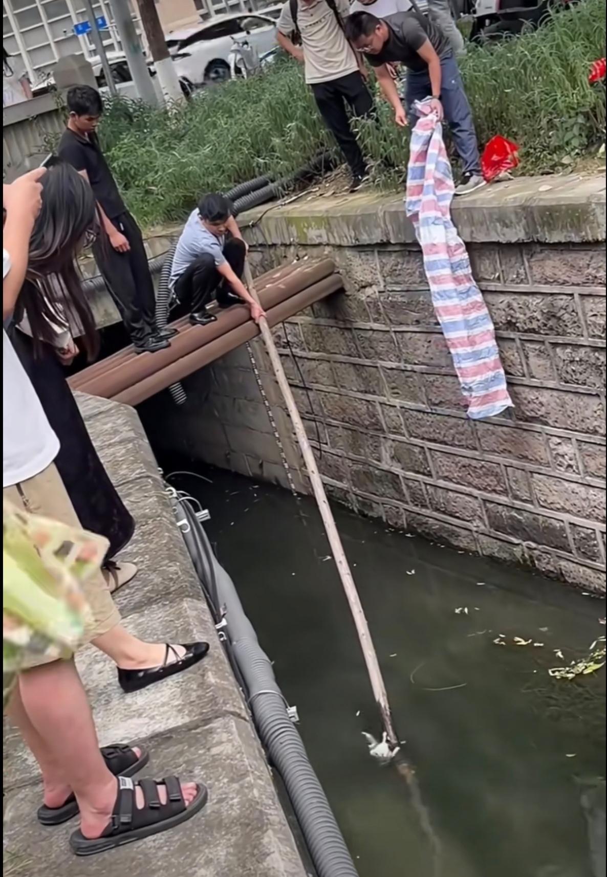 成都，锦江畔上一只流浪猫落水，因为体力不支再也没有力气游向岸边。就在众人相互观望