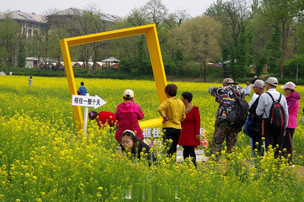 《怪村油菜花海_北京的小婺源》     北京丰台区怪村的油菜花开了，景区面积达2