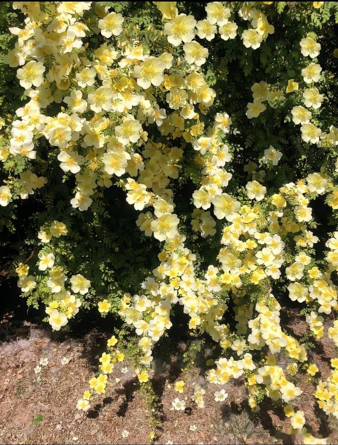 黄刺玫1. 栽培方式：黄土、荒坡土、普通园土都能存活，耐盐碱耐贫瘠；落叶丛生灌木