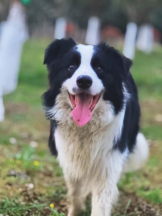 快乐的小狗勾☀️