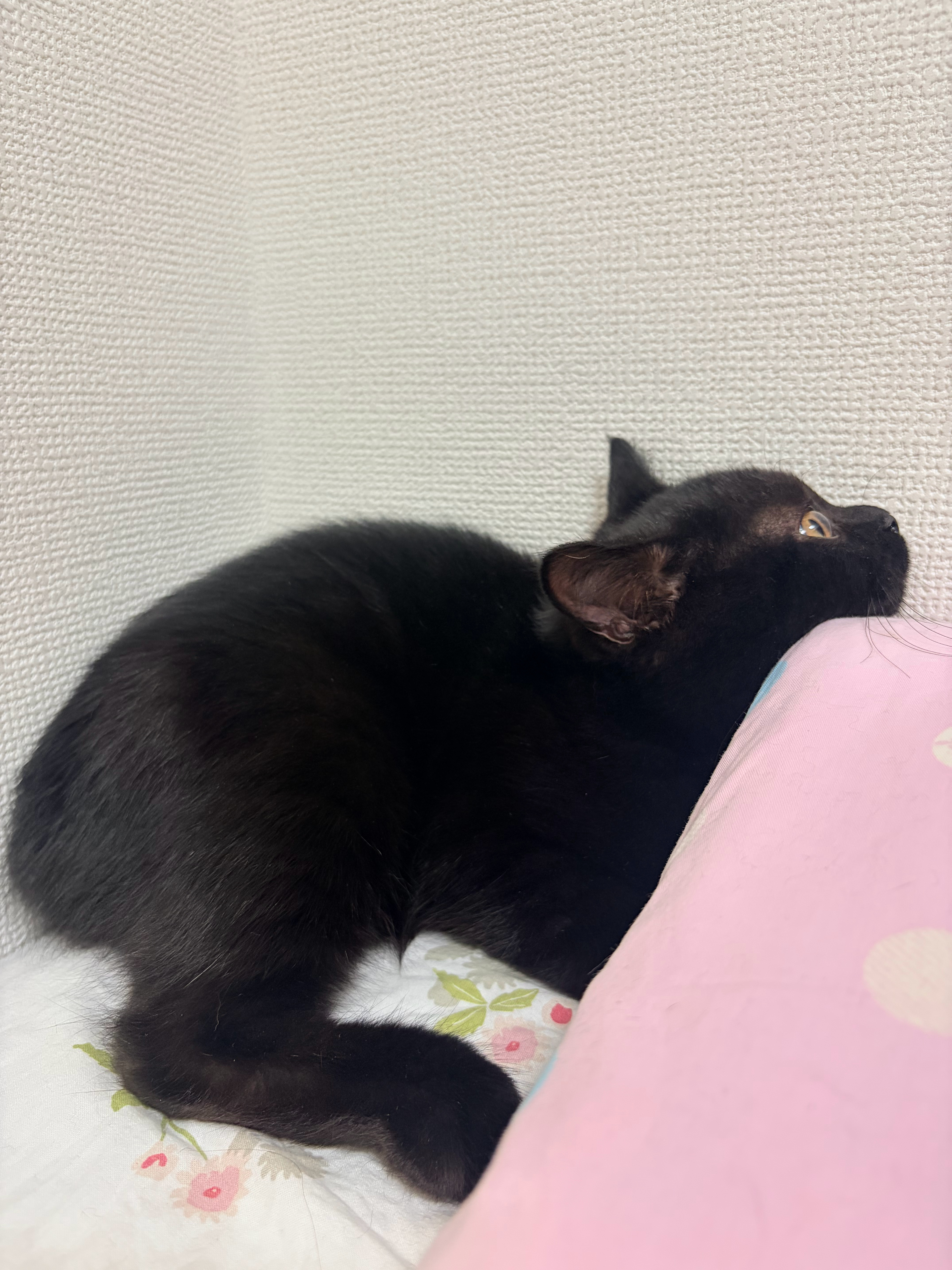 我家猫身上咋一点猫味都没有，抱着贴着闻都没有…问了ai说小猫身上没猫味正常的，大
