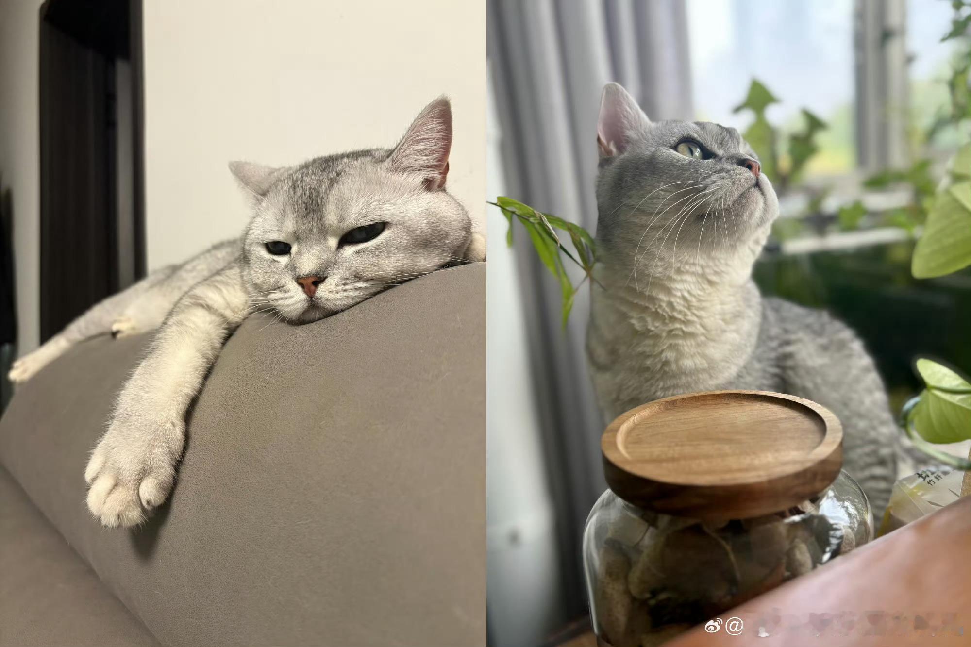 张泽禹一模一样的猫养两只 张泽禹记得两只小猫到家的日期，会存满它们的照片，会按时