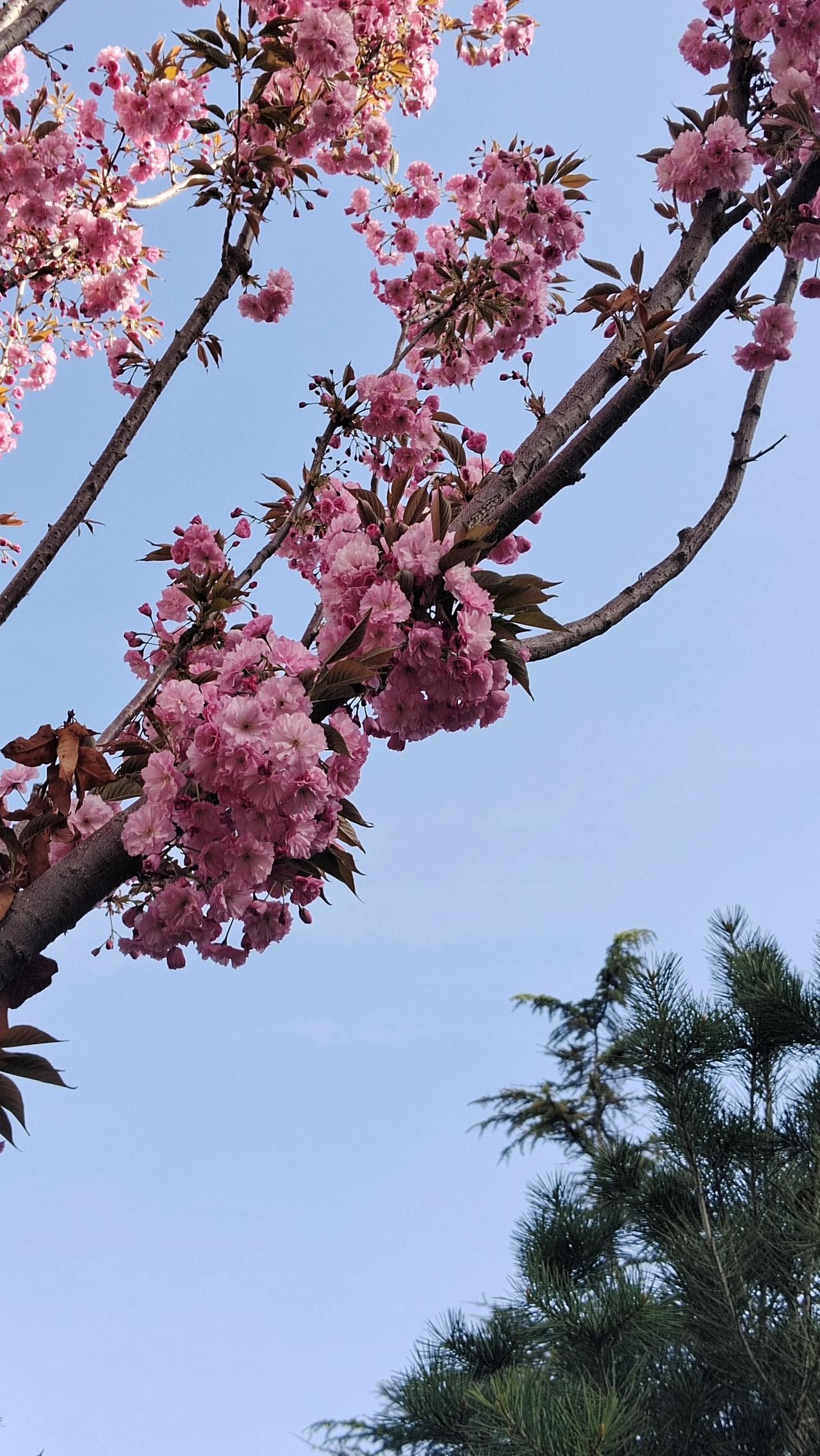 今年春天最想实现的心愿今年春天的原望是轻松过好未来的每一天。