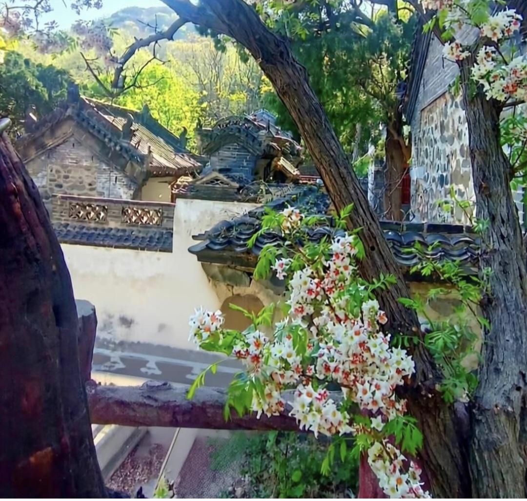 邹平人都不知道？唐李庵藏千年奇花


今天特意跑了趟邹平古寺唐李庵，其目的就为了