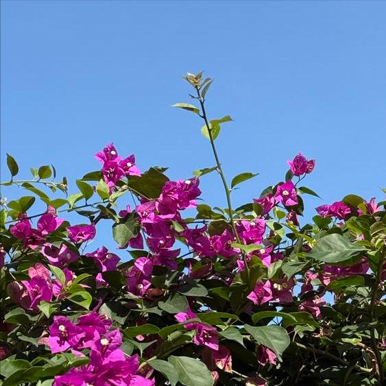 汤加国王图普六世在北京这样说
 
11月25日，图普六世在北京这样说：
 
感谢