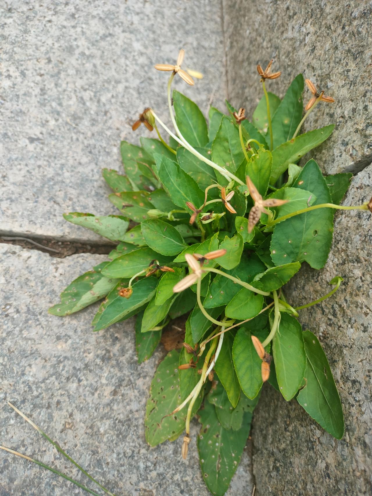 我们一起去公园的时候，无意中拍到了辣椒花。
这种辣椒花在小的时候看到觉得它可美了
