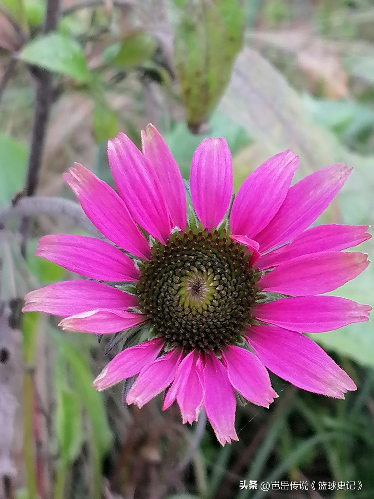 晒晒你随手一拍的花朵