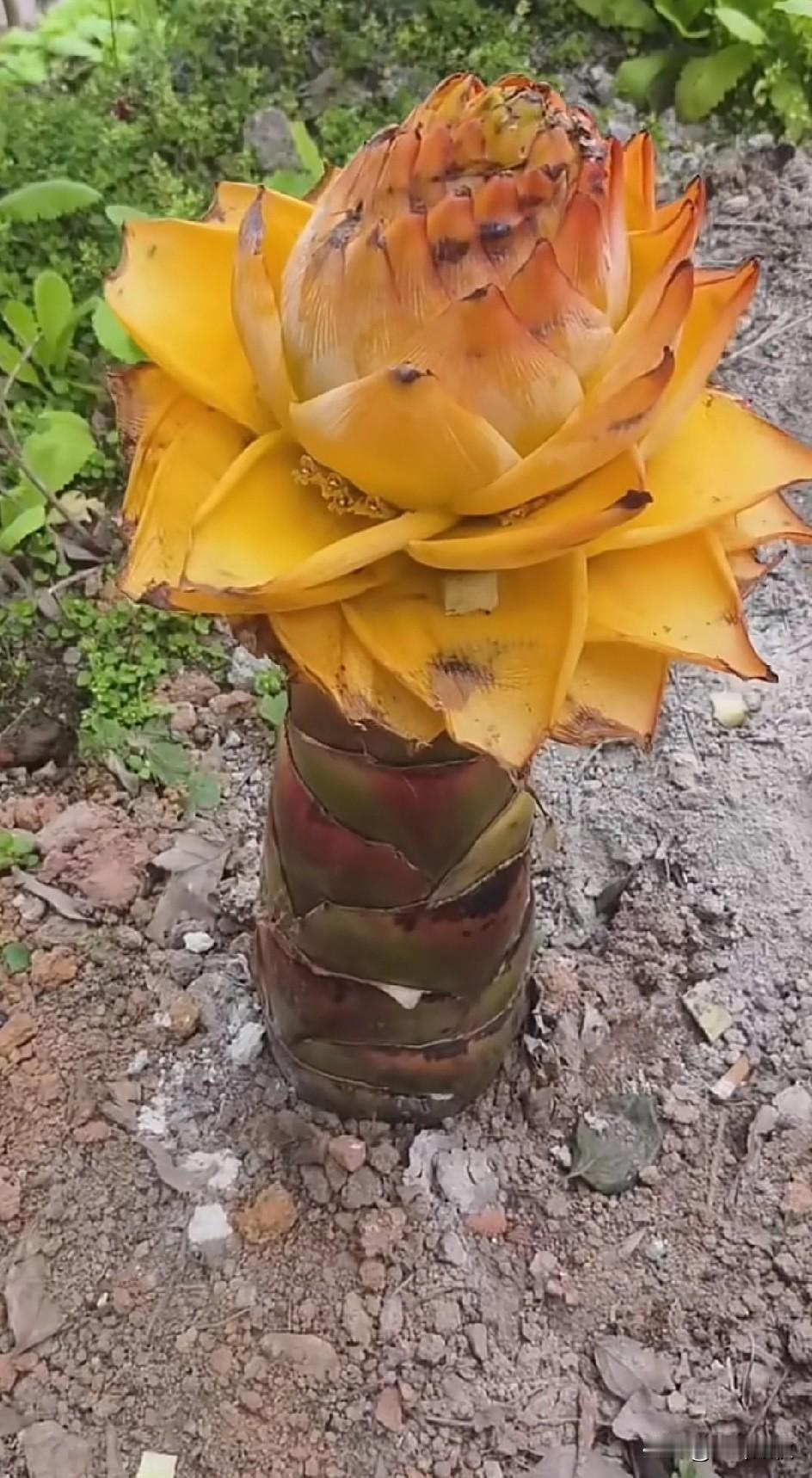 传说中的“佛莲”。见者好运连连。[送自己一朵花][送自己一朵花][送自己一朵花]